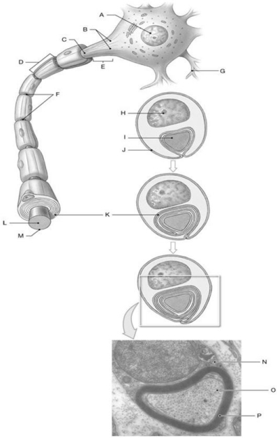 Figure 13.2     Using the above-referenced diagram of a myelinated axon in the PNS, identify the specified labeled structure(s)  in each of the following questions. -Identify the structure(s)  indicated by Label F. A)  Nuclei B)  Dendrites C)  Nodes D)  Axon hillock E)  Internodes