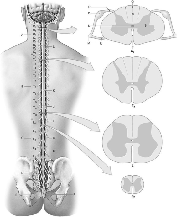 Figure 14.1     Using the above- referenced diagrams of the superficial anatomy and orientation of the adult spinal cord (posterior view) and inferior views of cross-sections through representative segments of the spinal cord, showing the arrangement of gray and white matter, identify the specified labeled structure(s)  in each of the following questions. -Identify the structure(s)  indicated by Label O. A)  Ventral root B)  Dorsal root ganglion C)  Central canal D)  White matter E)  Anterior median fissure