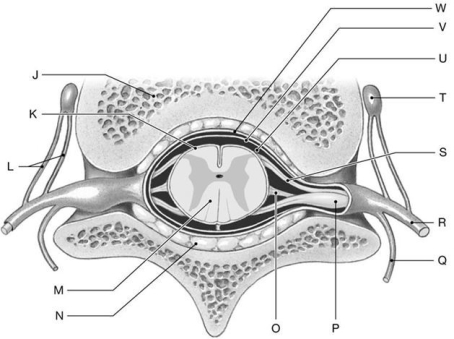 Figure 14.3     Using the above-referenced diagram of a sectional view through the spinal cord and meninges showing the peripheral distribution of the spinal nerves, identify the specified labeled structure(s)  in each of the following questions. -Identify the structure(s)  indicated by Label L. A)  Autonomic ganglion B)  Rami communicantes C)  Ventral root D)  Dorsal root E)  Dorsal ramus
