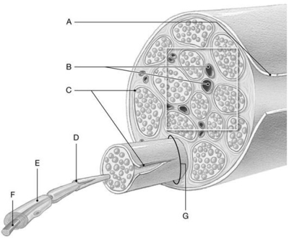 Figure 14.4     Using the above-referenced diagram of a typical peripheral nerve and its connective tissue wrappings, identify the specified labeled structure(s)  in each of the following questions. -Identify the structure(s)  indicated by Label A. A)  Endoneurium B)  Fascicle C)  Schwann cell D)  Epineurium E)  Perineurium