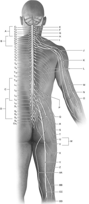 Figure 14.5     Using the above-referenced diagram of peripheral nerves and nerve plexuses, identify the specified labeled structure(s)  in each of the following questions. -Identify the structure(s)  indicated by Label O. A)  Radial nerve B)  Musculocutaneous nerve C)  Median nerve D)  Axillary nerve E)  Ulnar nerve