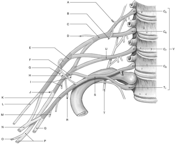 Figure 14.6     Using the above-referenced diagram of the brachial plexus, identify the specified labeled structure(s)  in each of the following questions. -Identify the structure(s)  indicated by Label L. A)  Musculocutaneous nerve B)  Median nerve C)  Radial nerve D)  Axillary nerve E)  Ulnar nerve