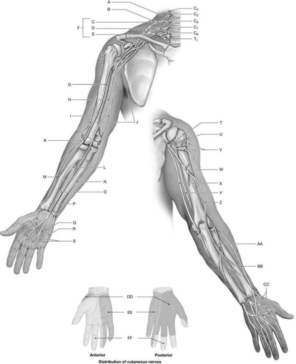 Figure 14.7     Using the above-referenced diagrams of the anterior and posterior views of the upper limb, identify the specified labeled structure(s)  in each of the following questions. -Identify the structure(s)  indicated by Label EE. A)  Radial nerve B)  Musculocutaneous nerve C)  Ulnar nerve D)  Axillary nerve E)  Median nerve