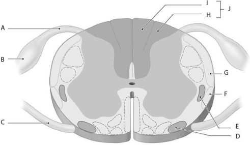    Using the figure above, identify the labeled structure(s)  in each of the following questions: -Identify the structure(s)  indicated by Label I. A)  Posterior spinocerebellar tract B)  Gracile fasciculus C)  Tectospinal tract D)  Reticulospinal tract E)  Cuneate fasciculus