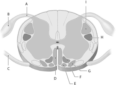    Using the figure above, identify the labeled structure(s)  in each of the following questions. -Identify the structure(s)  indicated by Label E. A)  Rubrospinal tract B)  Vestibulospinal tract C)  Reticulospinal tract D)  Anterior corticospinal tract E)  Tectospinal tract