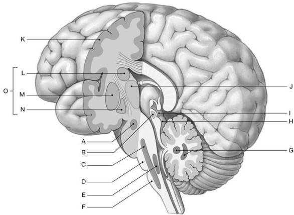    Using the figure above, identify the labeled structure(s)  in each of the following questions. -Identify the structure(s)  indicated by Label N. A)  Vestibular nucleus B)  Reticular formation C)  Globus pallidus D)  Tectum E)  Cerebellar nucleus