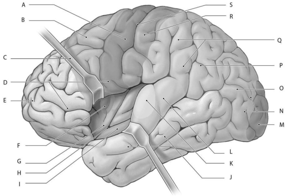 Figure 16.8     Using the figure above, identify the labeled structure(s)  in each of the following questions. -Identify the structure indicated by Label R. A)  Primary motor cortex B)  Olfactory cortex C)  Gustatory cortex D)  Primary somatosensory cortex E)  Visual cortex