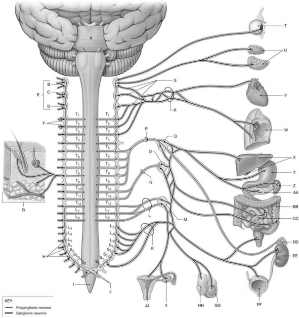 Figure 17.1     Using the figure above, identify the labeled structure(s)  in each of the following questions. -Identify the structure(s)  indicated by Label O. A)  Inferior mesenteric ganglion B)  Ciliary ganglion C)  Celiac ganglion D)  Otic ganglion E)  Superior mesenteric ganglion