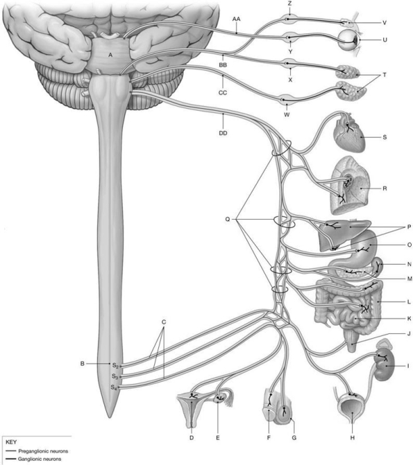 Figure 17.2     Using the figure above, identify the labeled structure(s)  in each of the following questions. -Identify the structure(s)  indicated by Label L. A)  Duodenum B)  Rectum C)  Ileum D)  Stomach E)  Large intestine