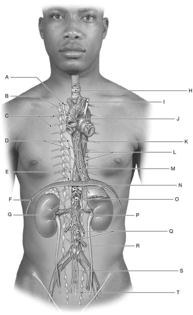 Figure 17.3     Using the figure above, identify the labeled structure(s)  in each of the following questions. -Identify the structure(s)  indicated by Label E. A)  Vagus nerves B)  Axillary nerves C)  Hypogastric plexus D)  Splanchnic nerves E)  Celiac plexus