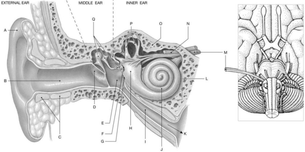 Figure 18.1     Using the figure above, identify the labeled structure(s)  in each of the following questions. -Identify the structure(s)  indicated by Label N. A)  N V B)  N IV C)  N VII D)  N III E)  N VIII