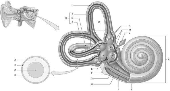 Figure 18.2     Using the figure above, identify the labeled structure(s)  in each of the following questions. -Identify the structure(s)  indicated by Label N. A)  Cristae (within ampullae)  B)  Bony labyrinth C)  Maculae D)  Endolymphatic sac E)  Ampullae