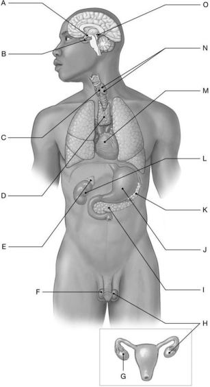Figure 19.1     Using the figure above, identify the labeled structure(s)  in each of the following questions. -Identify the structure(s)  indicated by Label E. A)  Thalamus B)  Adrenal gland C)  Parathyroid gland D)  Kidney E)  Gonad