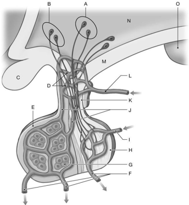 Figure 19.2     Using the figure above, identify the labeled structure(s)  in each of the following questions. -Identify the structure(s)  indicated by Label O. A)  Mamillary body B)  Infundibulum C)  Median eminence D)  Hypothalamus E)  Optic chiasm