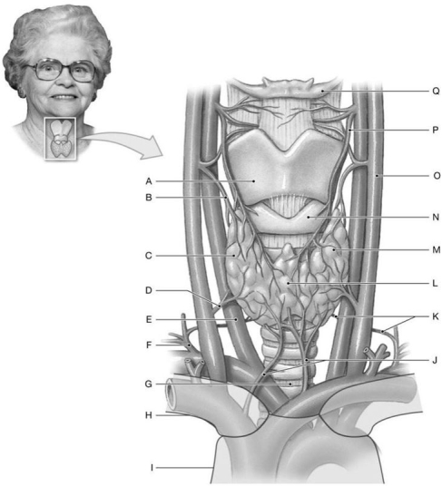 Figure 19.3     Using the figure above, identify the labeled structure(s)  in each of the following questions. -Identify the structure(s)  indicated by Label B. A)  Common carotid artery B)  Thyrocervical trunk C)  Superior thyroid artery D)  Superior thyroid vein E)  Internal jugular vein