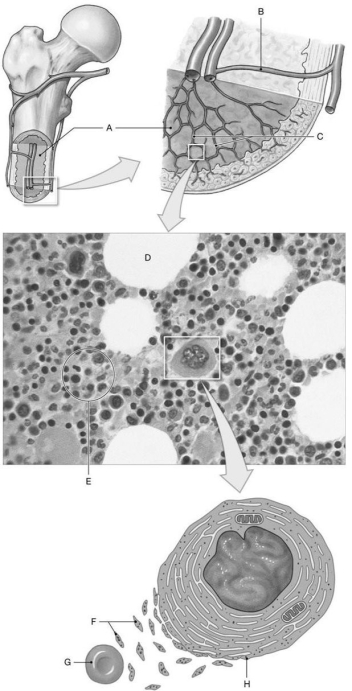 Figure 20.2     Identify the labeled structure(s) in each of the following questions. -Identify the structure(s) indicated by Label G. A) Eosinophil B) RBC C) Megakaryocyte D) Adipocyte E) Platelet