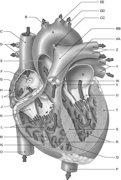 Figure 21.4     Using the above figure, identify the labeled structure(s)  in each of the following questions. -Identify the structure(s)  indicated by Label B. A)  Brachiocephalic trunk B)  Superior vena cava C)  Ascending aorta D)  Pulmonary artery E)  Pulmonary trunk