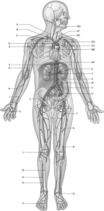 Figure 22.1     Identify the labeled structure(s)  in each of the following questions. -Identify the structure(s)  indicated by Label Y. A)  Left common carotid artery B)  Superior mesenteric artery C)  Pulmonary trunk D)  Renal artery E)  Inferior mesenteric artery