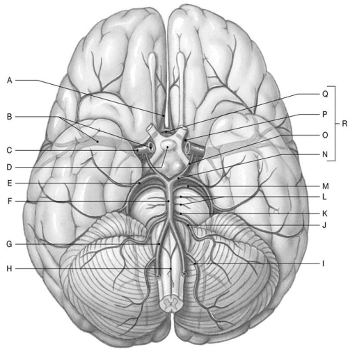 Figure 22.2     Identify the labeled structure(s)  in each of the following questions. -Identify the structure(s)  indicated by Label P. A)  Anterior cerebral artery B)  Posterior communicating artery C)  Posterior cerebral artery D)  Anterior communicating artery E)  Superior cerebellar artery