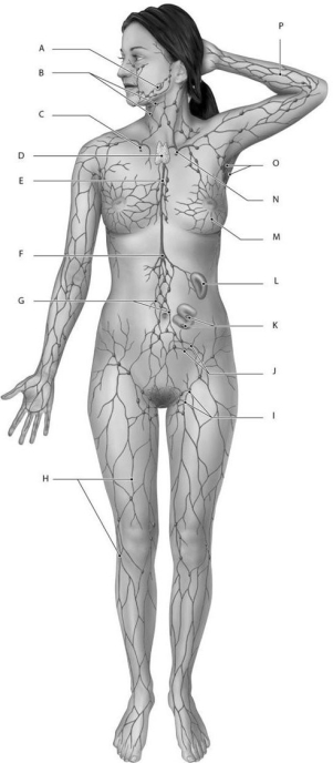 Figure 23.1     Identify the labeled structure(s)  in each of the following questions. -Identify the structure(s)  indicated by Label D. A)  Right lymphatic duct B)  Cisterna chyli C)  Thymus D)  Tonsil E)  Spleen
