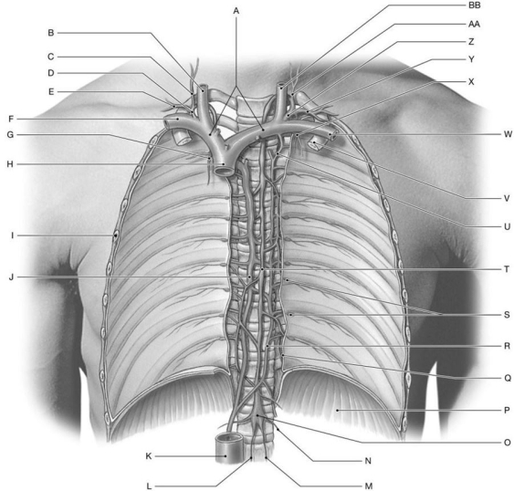 Figure 23.2     Identify the labeled structure(s)  in each of the following questions. -Identify the structure(s)  indicated by Label J. A)  Azygos vein B)  Inferior vena cava C)  Right lymphatic duct D)  Intestinal trunk E)  Superior vena cava