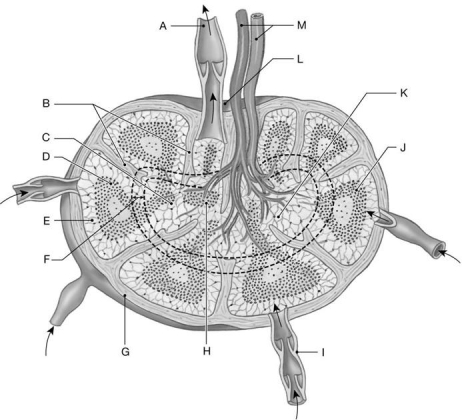 Figure 23.3     Identify the labeled structure(s)  in each of the following questions. -Identify the structure(s)  indicated by Label I. A)  Medullary cord B)  Afferent vessel C)  Cortex D)  Trabeculae E)  Hilum