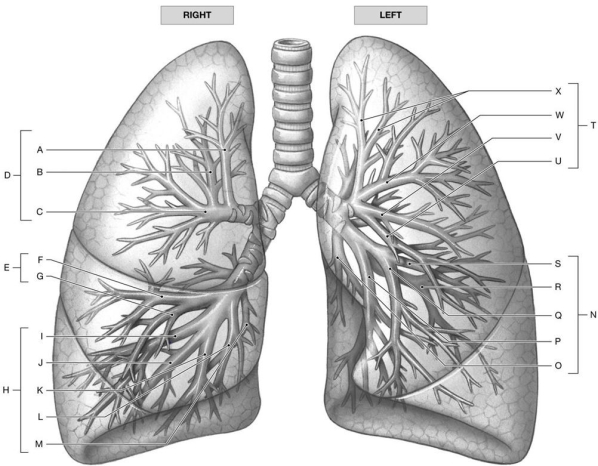 Figure 24.2     Identify the labeled structure(s)  in each of the following questions. -Identify the structure(s)  indicated by Label X. A)  Anterior bronchopulmonary segment B)  Superior lingular bronchopulmonary segment C)  Medial basal bronchopulmonary segment D)  Inferior lingular bronchopulmonary segment E)  Apicoposterior bronchopulmonary segment
