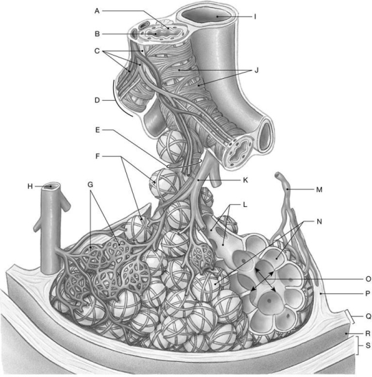 Figure 24.3     Identify the labeled structure(s) in each of the following questions. -Identify the structure(s) indicated by Label G. A) Capillaries B) Smooth muscle C) Alveolar duct D) Alveolar sac E) Elastic fibers