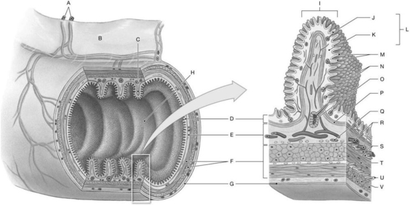 Figure 25.1     Identify the labeled structure(s) in each of the following questions. -Identify the structure(s) indicated by Label G. A) Serosa B) Myenteric plexus C) Mucosa D) Submucosa E) Muscular layer