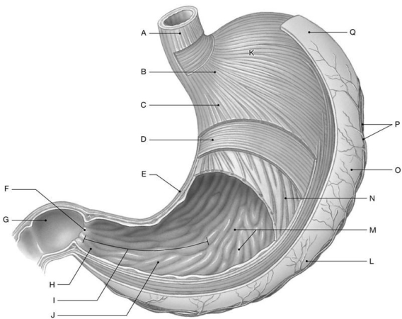 Figure 25.2     Identify the labeled structure(s)  in each of the following questions. -Identify the structure(s)  indicated by Label M. A)  Rugae B)  Circular folds C)  Serosa D)  Pyloric sphincter E)  Villi