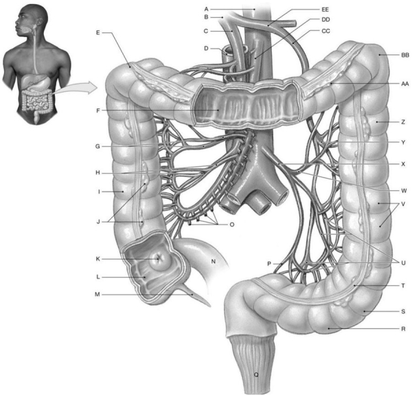 Figure 25.3     Identify the labeled structure(s)  in each of the following questions. -Identify the structure(s)  indicated by Label D. A)  Inferior vena cava B)  Aorta C)  Hepatic portal vein D)  Superior vena cava E)  Hepatic artery proper