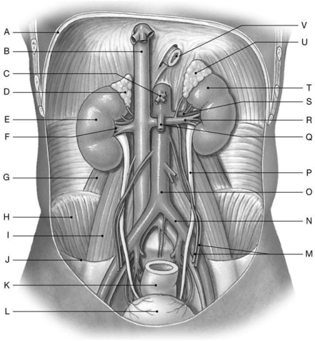 Figure 26.1     Identify the labeled structure(s)  in each of the following questions. -Identify the structure(s)  indicated by Label D. A)  Pancreas B)  Spleen C)  Right kidney D)  Stomach E)  Right adrenal gland