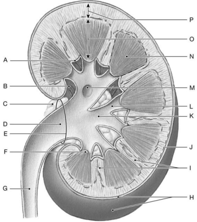 Figure 26.3     Identify the labeled structure(s)  in each of the following questions. -Identify the structure(s)  indicated by Label I. A)  Renal pelvis B)  Renal lobe C)  Renal columns D)  Minor calyx E)  Major calyx