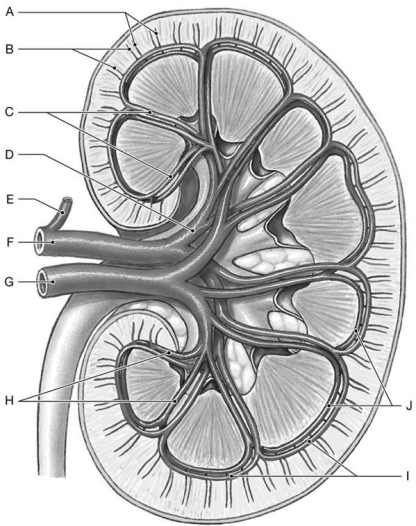Figure 26.5     Identify the labeled structure(s)  in each of the following questions. -Identify the structure(s)  indicated by Label D. A)  Arcuate artery B)  Segmental artery C)  Cortical radiate artery D)  Arcuate vein E)  Interlobar vein