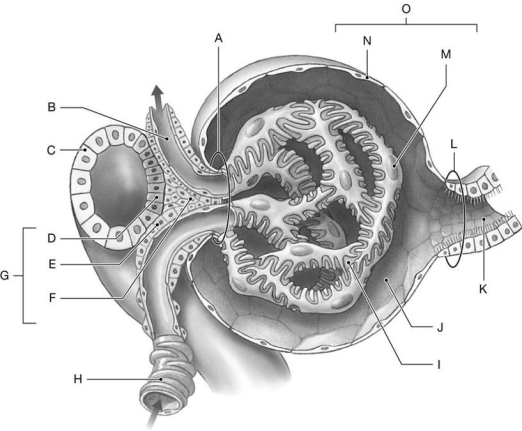 Figure 26.8     Identify the labeled structure(s)  in each of the following questions. -Identify the structure(s)  indicated by Label B. A)  Efferent arteriole B)  Proximal convoluted tubule C)  Afferent arteriole D)  Distal convoluted tubule E)  Macula densa