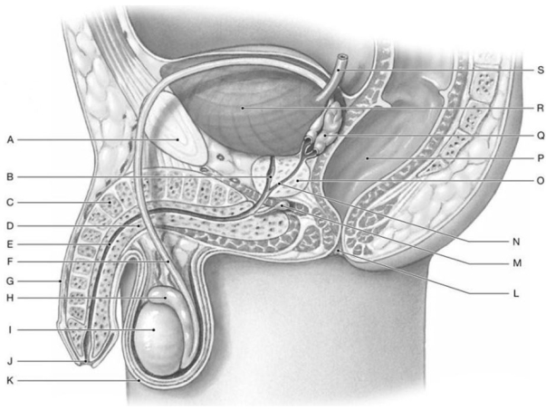 Figure 27.1     Identify the labeled structure(s)  in each of the following questions. -Identify the structure indicated by Label K. A)  Epididymis B)  Penis C)  Scrotum D)  Testicle E)  Testis