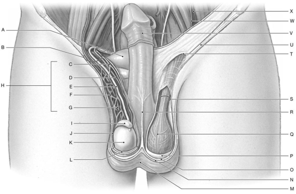 Figure 27.2     Identify the specified labeled structure(s)  in each of the following questions. -Identify the structure indicated by Label Q. A)  Scrotal septum B)  Cremaster muscle with cremasteric fascia C)  Spermatic cord D)  Testis E)  Scrotal skin (cut) 