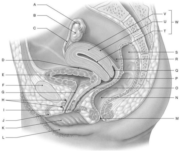 Figure 27.4     Identify the labeled structure(s)  in each of the following questions. -Identify the structure indicated by Label L. A)  Clitoris B)  Labium minus C)  Labium majus D)  Vagina E)  Cervix