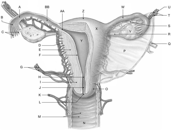 Figure 27.5     Identify the specified labeled structure(s)  in each of the following questions. -Identify the structures indicated by Label C. A)  Infundibula B)  Fimbriae C)  Ovarian blood vessels D)  Ampullae of uterine tube E)  Ovarian ligaments
