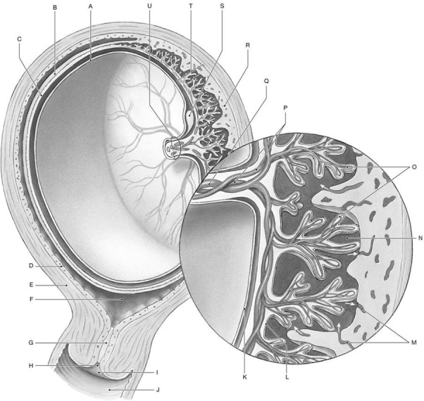 Figure 28.2     Identify the labeled structure(s)  in each of the following questions. -Identify the structures indicated by Label O. A)  Trophoblast (cellular and syncytial layers)  B)  Chorionic villi C)  Maternal blood vessels D)  Amnion E)  None of the answers are correct.
