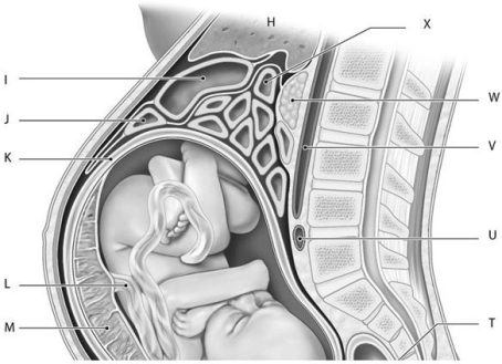 Figure 28.3     Identify the labeled structure(s) in each of the following questions. -Identify the structure indicated by Label L. A) Umbilical cord B) Placenta C) Umbilical artery D) Fetus E) Myometrium