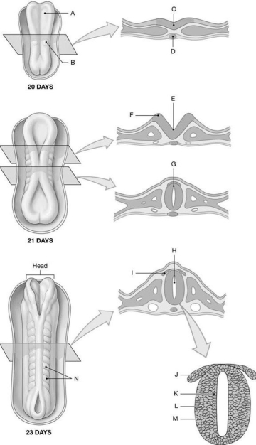 Figure 28.4     Identify the labeled structure(s) in each of the following questions. -Identify the structure indicated by Label D. A) Neural fold B) Somite C) Neural tube D) Notochord E) Neural plate