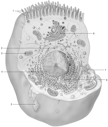 <strong>  Figure 3-1 The Anatomy of a Representative Cell Use Figure 3-1 to answer the following questions: Which organelle renews the cell membrane and modifies and packages proteins for secretion?</strong> A)4 B)5 C)6 D)7 E)8 <div style=padding-top: 35px> 