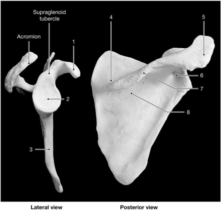    Figure 8-1 The Scapula Use Figure 8-1 to answer the following questions: -Identify the structure labeled  2.  A) glenoid cavity B) acetabulum C) scapular cavity D) scapular notch E) rotator cup