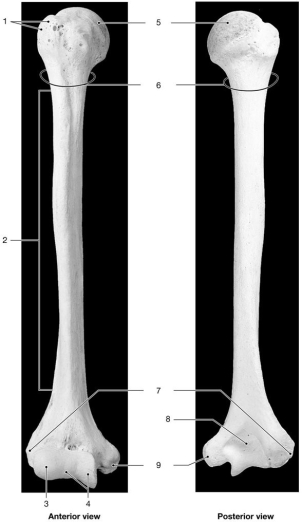    Figure 8-2 The Humerus Use Figure 8-2 to answer the following questions: -Which structure articulates with the glenoid cavity? A) 3 B) 4 C) 5 D) 6 E) 7