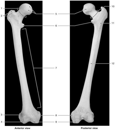    Figure 8-3 The Femur Use Figure 8-3 to answer the following questions: -Identify the structure labeled  3.  A) greater trochanter B) lesser trochanter C) head D) lateral epicondyle E) lateral condyle