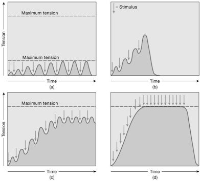    Figure 10-2 Muscle Contractions Use Figure 10-2 to answer the following questions: -What is thought to happen in a muscle during the response shown in graph (a) ? A) It is strengthening with exercise. B) There is a gradual increase in calcium ion concentration in the sarcoplasm. C) It is fatigued and must make repeated efforts to twitch normally. D) It is aged and has lost contractile proteins. E) It is producing more ATP as tension increases.