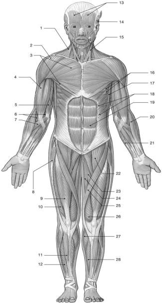    Figure 11-1 Major Anterior Skeletal Muscles Use Figure 11-1 to answer the following questions: -Identify the muscle labeled  1 1.  A) rectus anterior B) vastus lateralis C) soleus D) serratus anterior E) tibialis anterior