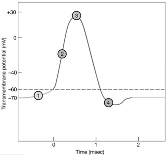    Figure 12-2 The Nerve Action Potential Use Figure 12-2 to answer the following questions: -When is the neuron in the refractory period? A) 1 B) 2 C) 3 D) 4