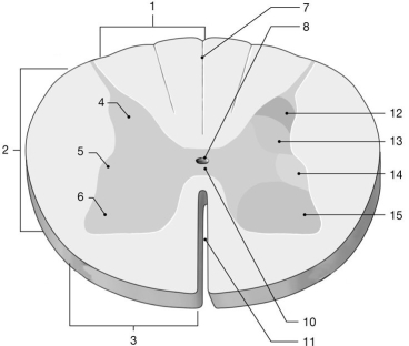    Figure 13-1 The Spinal Cord Use Figure 13-1 to answer the following questions: -What is the function of the structure labeled  12 ? A) control of skeletal muscle B) somatic sensory receiving C) visceral sensory receiving D) control of visceral effectors E) ascending pathway
